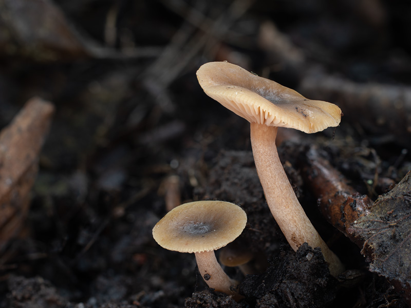 Lactarius obscuratus